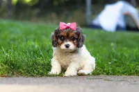 Everest, a female Cavapoo for sale in Fresno, OH – 6 of 8