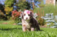 Jasmine, a female Miniature Bernedoodle for sale in Fresno, OH – 5 of 6