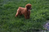 Denver 💕🐶, a male Poodle - Miniature  for sale in Fresno, OH – 6 of 10