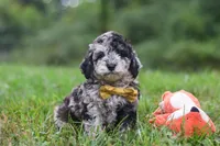 Jonah, a male Cavapoo for sale in Fresno, OH – 5 of 8