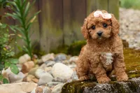 Veronica💖, a male Poodle - Miniature  for sale in Fresno, OH – 6 of 10