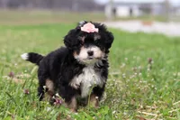 Tyla, a female Miniature Bernedoodle for sale in Fresno, OH – Photo 4 of 6