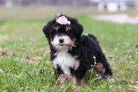 Tyla, a female Miniature Bernedoodle for sale in Fresno, OH – Photo 6 of 6