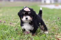 Tyla, a female Miniature Bernedoodle for sale in Fresno, OH – Photo 5 of 6