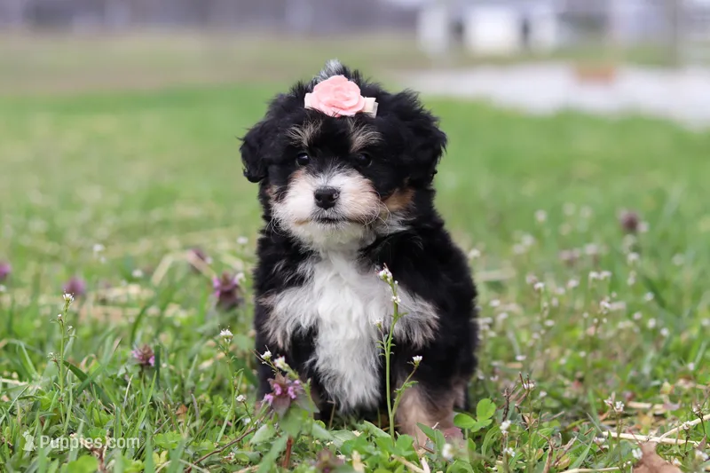 Tyla – Miniature Bernedoodle puppy for sale in Fresno, OH