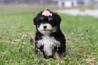Tyla, a female Miniature Bernedoodle for sale in Fresno, OH – Photo 1 of 6