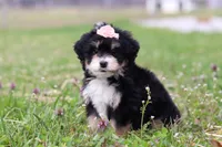 Tyla, a female Miniature Bernedoodle for sale in Fresno, OH – Photo 3 of 6