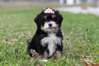 Tyla, a female Miniature Bernedoodle for sale in Fresno, OH – Photo 2 of 6