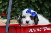 Parker, a male Cavapoo for sale in Fresno, OH – 4 of 10