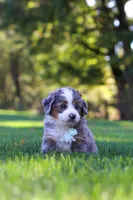 Pete, a male Miniature Bernedoodle for sale in Fresno, OH – 9 of 10