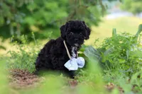 Riley, a male Havapoo for sale in Fresno, OH – 4 of 10