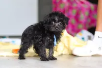 Ricky, a male Yorkipoo for sale in Fresno, OH – 4 of 6