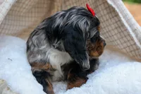 Brunson 🐶💙, a male Cocker Spaniel for sale in Fresno, OH – 7 of 10