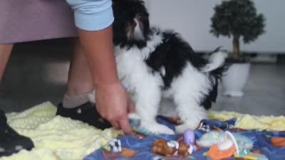 Joey, a male Havapoo for sale in Fresno, OH – 6 of 6