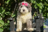 Gabby 🩷🐶, a female Cavapoo for sale in Fresno, OH – 3 of 10