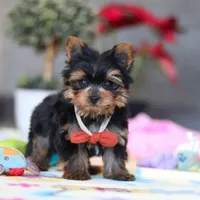 Jonah, a male Yorkshire Terrier for sale in Fresno, OH – Photo 8 of 8