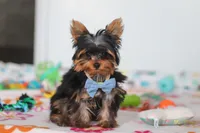 Jonah, a male Yorkshire Terrier for sale in Fresno, OH – Photo 3 of 8