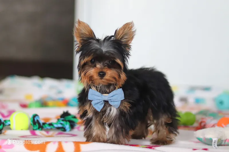 Jonah – Yorkshire Terrier puppy for sale in Fresno, OH