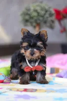 Jonah, a male Yorkshire Terrier for sale in Fresno, OH – Photo 3 of 7