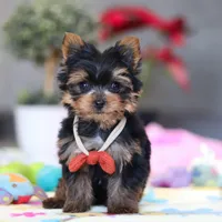 Jonah, a male Yorkshire Terrier for sale in Fresno, OH – Photo 7 of 8