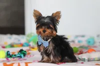 Jonah, a male Yorkshire Terrier for sale in Fresno, OH – Photo 5 of 8