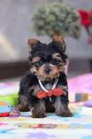 Jonah, a male Yorkshire Terrier for sale in Fresno, OH – Photo 2 of 7