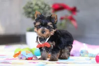 Jonah, a male Yorkshire Terrier for sale in Fresno, OH – Photo 7 of 7