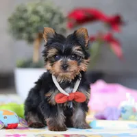 Jonah, a male Yorkshire Terrier for sale in Fresno, OH – Photo 4 of 8