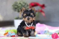 Jonah, a male Yorkshire Terrier for sale in Fresno, OH – Photo 6 of 7