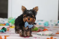 Jonah, a male Yorkshire Terrier for sale in Fresno, OH – Photo 6 of 8