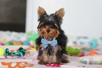 Jonah, a male Yorkshire Terrier for sale in Fresno, OH – Photo 2 of 8