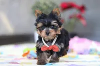 Jonah, a male Yorkshire Terrier for sale in Fresno, OH – Photo 5 of 7