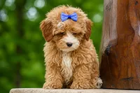 Enzo 🐶, a male Havapoo for sale in Fresno, OH – 1 of 10