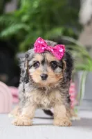 Nova, a female Cavapoo for sale in Fresno, OH – Photo 6 of 6