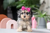 Nova, a female Cavapoo for sale in Fresno, OH – Photo 1 of 6