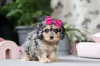 Nova, a female Cavapoo for sale in Fresno, OH – Photo 3 of 6