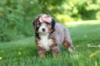 Dixie, a female Miniature Bernedoodle for sale in Fresno, OH – 5 of 6