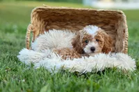 Ginger 🌸, a female Poodle - Miniature  for sale in Fresno, OH – 6 of 10