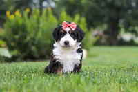 Ginnifer, a female Miniature Bernedoodle for sale in Fresno, OH – 1 of 6