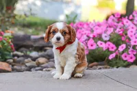 Luca, a male Cavalier King Charles Spaniel for sale in Fresno, OH – 5 of 6