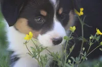 Sophia💗🐾, a female Australian Shepherd and Pembroke Welsh Corgi for sale in Fresno, OH – 2 of 4