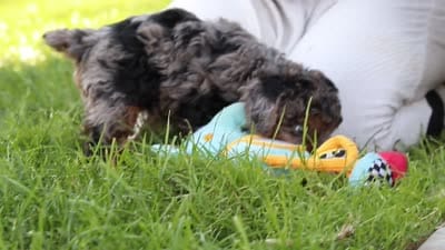 Lexi, a female Poodle - Miniature  for sale in Fresno, OH – 10 of 10