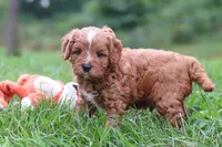 Wesley, a male Cavapoo for sale in Fresno, OH – 5 of 10