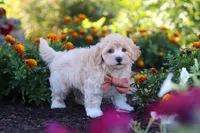 Benji, a male Havapoo for sale in Fresno, OH – 2 of 7