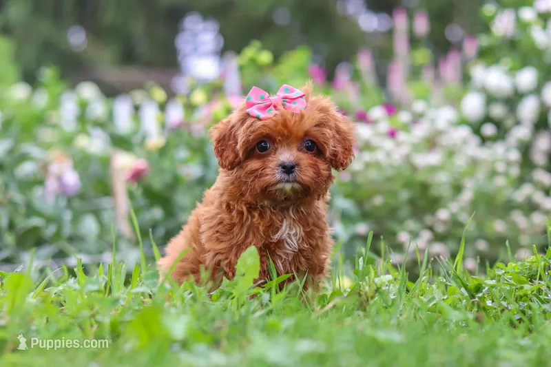 Brielle – Cavapoo puppy for sale in Fresno, OH