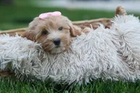 Ember 💛🐾, a female Havapoo for sale in Fresno, OH – 2 of 10