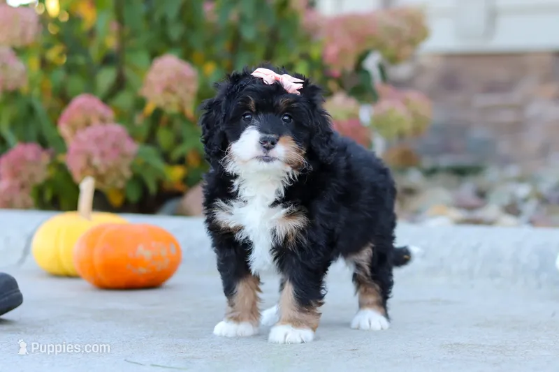 Marshmallow – Miniature Bernedoodle puppy for sale in Fresno, OH