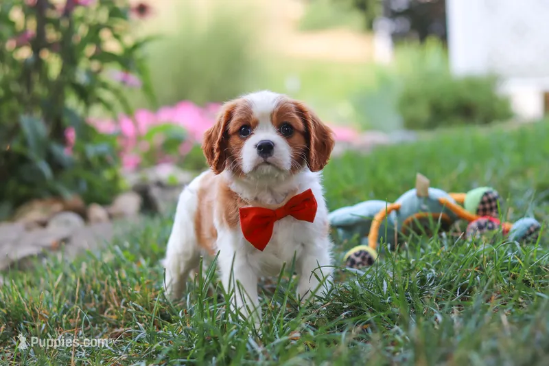Carter – Cavalier King Charles Spaniel puppy for sale in Fresno, OH