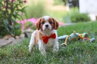 Carter, a male Cavalier King Charles Spaniel for sale in Fresno, OH – 1 of 9