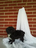 🐾 Meet Lily – Beautiful F1B Yorkiepoo Puppy! 🐾, a female Yorkipoo for sale in Fresno, OH – 2 of 5
